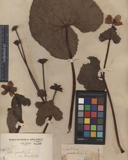 Herbarium Museum