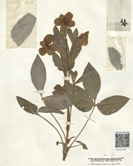 Herbarium-Museum