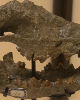 Museo Paleontologico Montevarchi