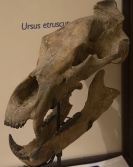 Museo Paleontologico Montevarchi