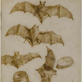 [object Object] - Study of bats and open box