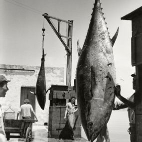 [object Object] - Tuna hoisted after catch