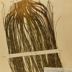 null - Esemplare di pteridofita