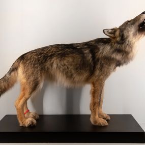 null - An example of the Italian wolf dog
