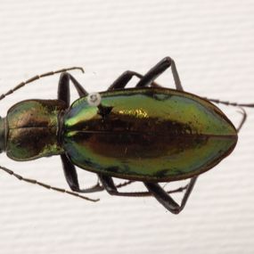 null - Colección entomológica de escarabajos 'Haas'