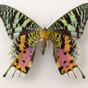 null - Collezione entomologica di lepidotteri ‘Caron’