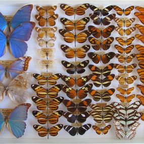 null - Specimens of Lepidoptera