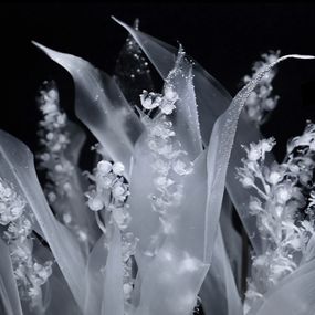[object Object] - Lily of the valley