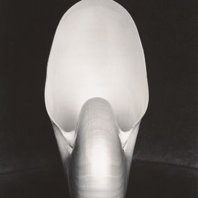 Edward Weston - Shell