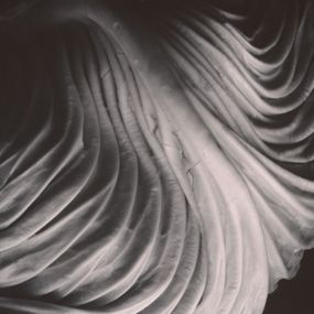 [object Object] - Cabbage leaf