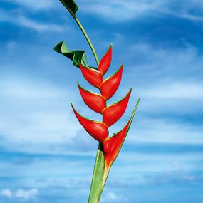 [object Object] - Heliconia No. 1