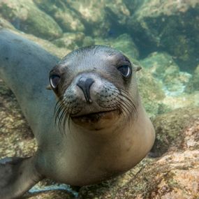 [object Object] - Doe-eyed sea lion pup