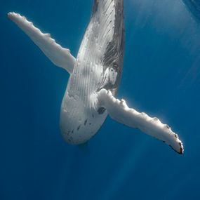 [object Object] - The mother humpback that turned directly towards me