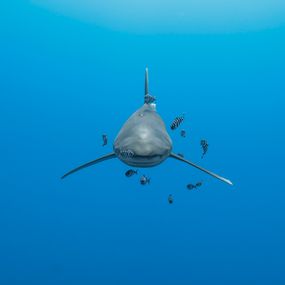 [object Object] - Probablemente el mejor encuadre de un tiburón oceánico de puntas blancas
