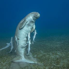 [object Object] - The famous young male dugong at Marsa Mubarak