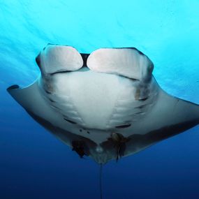 [object Object] - A beautiful oceanic manta ray