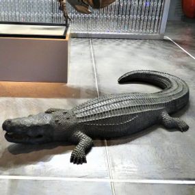 null - Alligator