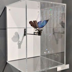 [object Object] - butterfly