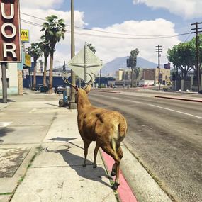 [object Object] - San Andreas Streaming Cerf Cam