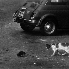 [object Object] - Die Katze und die Maus voller Müll. Palermo