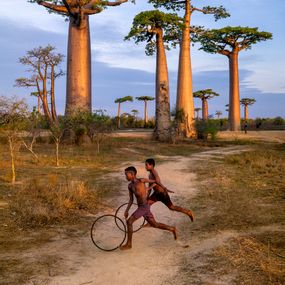 Steve McCurry - BaoBab Avenue, Morondava, Madagascar