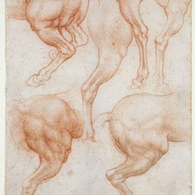 Leonardo da Vinci - Studio delle gambe posteriori del cavallo