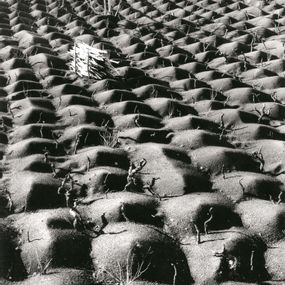 [object Object] - Cultivation of the vine, Etna