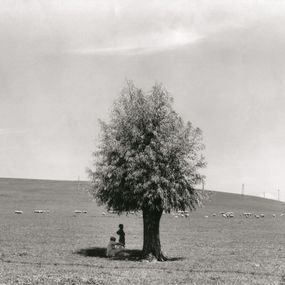 Fulvio Roiter - L'uomo e l'albero