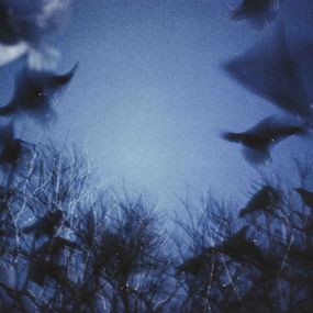 Masahisa Fukase - Untitled 1985, from the series Raven scenes