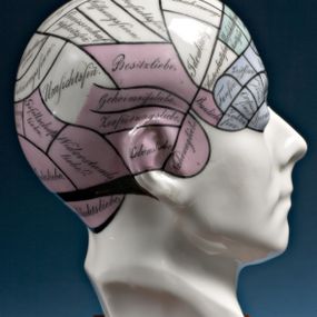 null - Anatomical model of head with phrenological chart