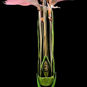 null - Botanical model of carnation flower