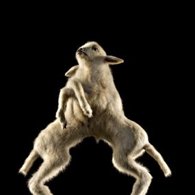 null - Taxidermic preparation of joined lambs