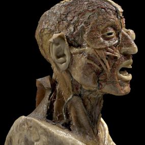 null - Modelo anatómico de la cabeza de un hombre.