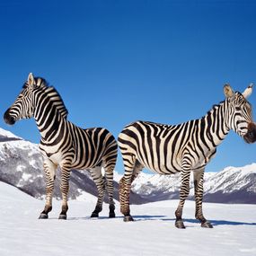 [object Object] - Untitled (zebras)