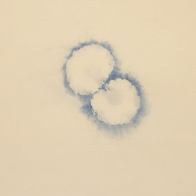 [object Object] - serie IL GIARDINO PLANETARIO - ombelico di Venere , P.Paradise di J.Beuys