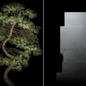 [object Object] - Manchurian Pine e New Museum