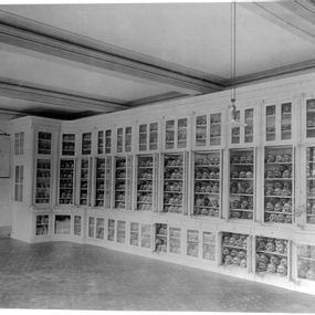 null - Archive photo of the craniological collection of the San Lazzaro psychiatric hospital