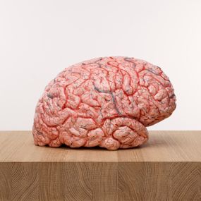 [object Object] - A brain full of empathy?