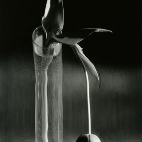 [object Object] - The Melancholic Tulip