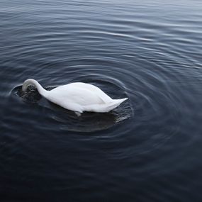 [object Object] - Swan