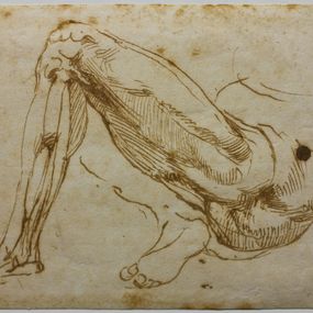 Michelangelo Buonarotti - Studio di gambe
