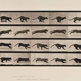 [object Object] - Animal Locomotion plate 789