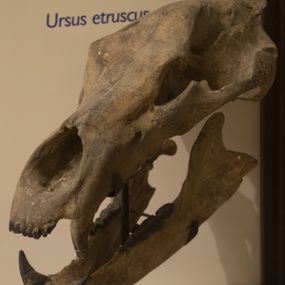 null - Orso etrusco