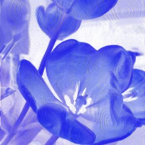 [object Object] - Blue tulips