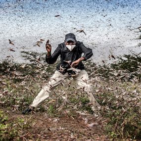 null - Fighting Locust Invasion in East Africa