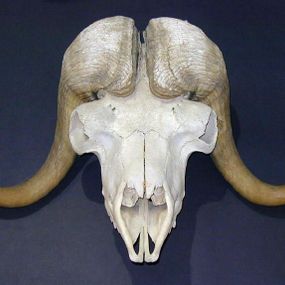 null - Musk ox skull
