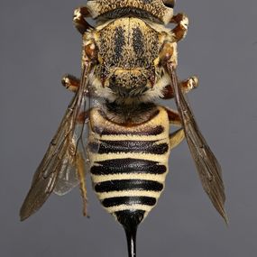 null - Hymenoptera, Coelioxys acanthura