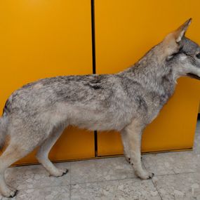 null - A wolf, a wolf dog