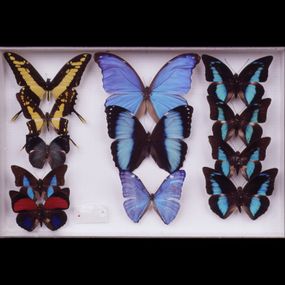 null - Insects (butterflies)