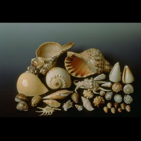 null - Mollusks, gastropod shells